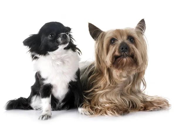 Joven chihuahua y yorkshire terrier — Foto de Stock