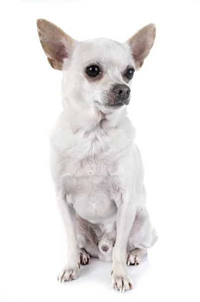 Chihuahua em estúdio — Fotografia de Stock