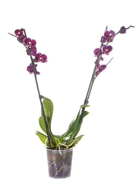 Moth orchids in studio — Stock Photo, Image