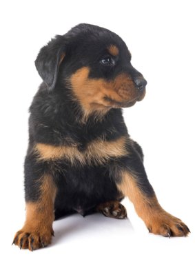 yavru rottweiler Studio