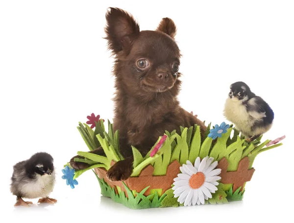 Chihuahua de cachorro e pintos — Fotografia de Stock