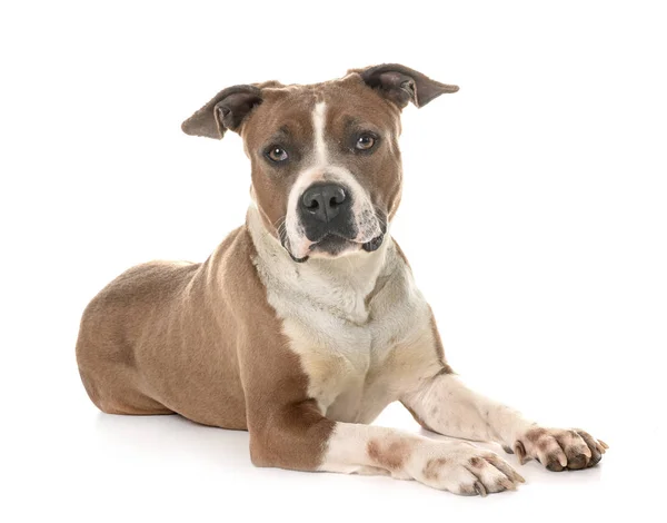 Amerikanischer Staffordshire Terrier — Stockfoto