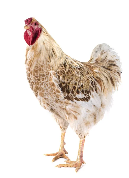 Wyandotte kyckling i studio — Stockfoto
