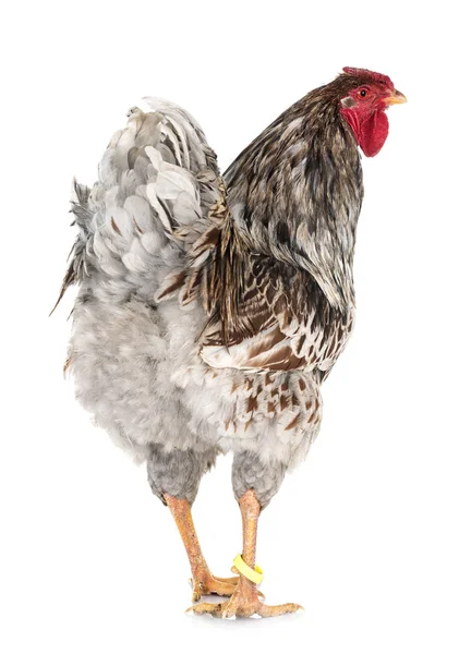 Blue-laced Wyandotte chicken in studio — Stock Photo, Image