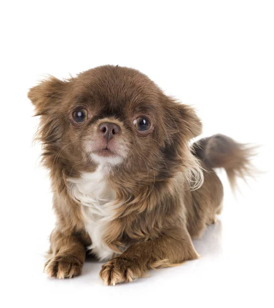 Chihuahua marrom no estúdio — Fotografia de Stock