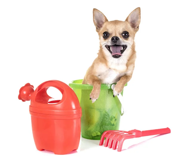 Chihuahua im Atelier — Stockfoto