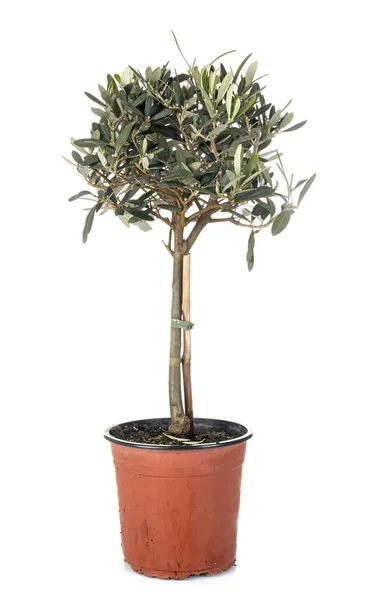 Pohon Zaitun dalam pot — Stok Foto