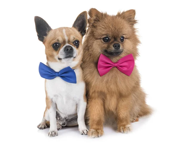 Chihuahua and pomeranian Royalty Free Stock Photos