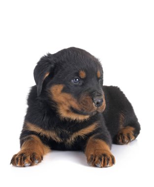 Beyaz arkaplan önünde köpek yavrusu rottweiler