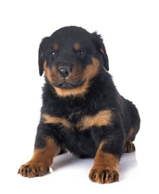 Beyaz arkaplan önünde köpek yavrusu rottweiler