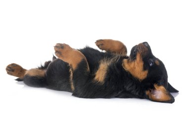 Beyaz arkaplan önünde köpek yavrusu rottweiler