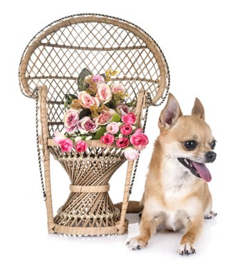 Beyaz arka planda genç bir chihuahua