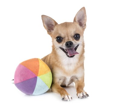 Beyaz arka planda genç bir chihuahua