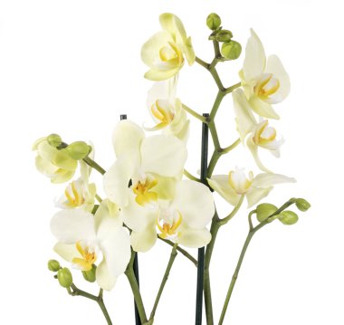 Beyaz arkaplan önünde güve orkideleri