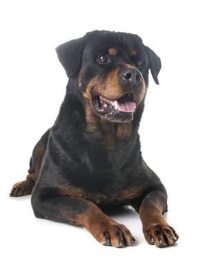 Beyaz arka plan önünde yetişkin rottweiler