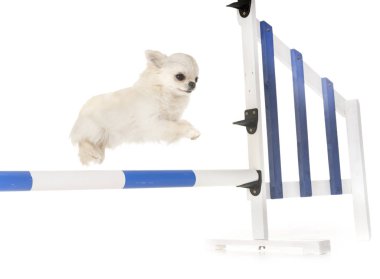 Beyaz arka plan önünde çeviklik eğitim