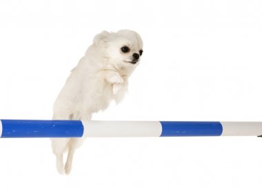 Beyaz arka plan önünde çeviklik eğitim