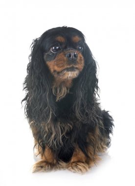 Beyaz arkaplan önünde süvari kral Charles