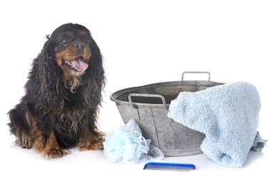 Beyaz arkaplan önünde süvari kral Charles