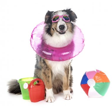 Avustralya çobanı beyaz arka planda.