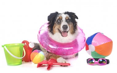 Avustralya çobanı beyaz arka planda.