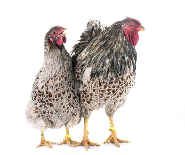  blue-laced Wyandotte chicken in front of white background