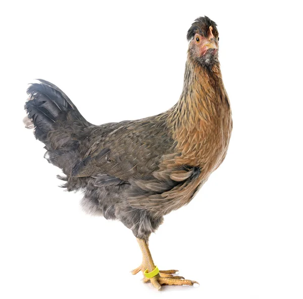 Krem Legbar Kurczaka Przed Białym Tle — Zdjęcie stockowe