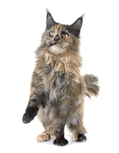 Maine Coon Cat Frente Fundo Branco — Fotografia de Stock