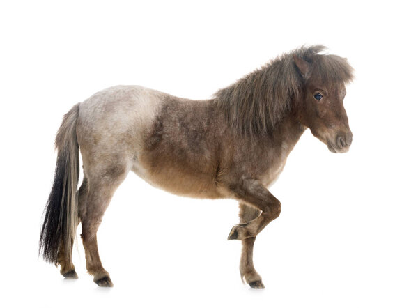 Falabella miniature horse in front of white background