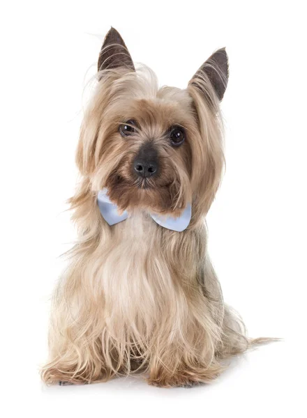 Yorkshire Terrier Frente Fundo Branco — Fotografia de Stock