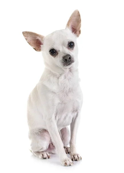 Jovem Chihuahua Frente Fundo Branco — Fotografia de Stock