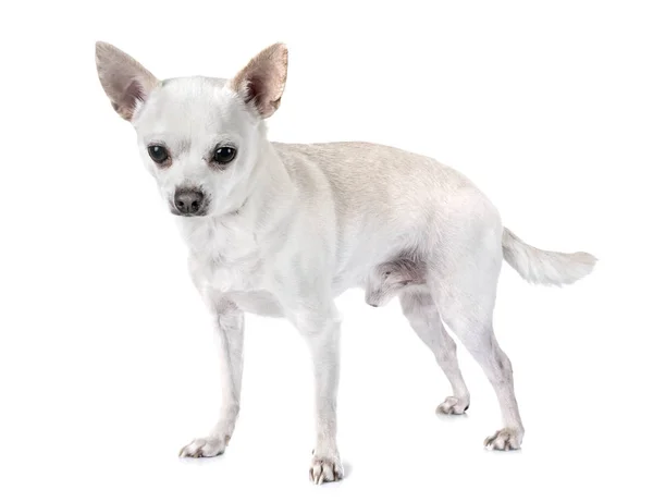 Chihuahua Joven Delante Fondo Blanco —  Fotos de Stock
