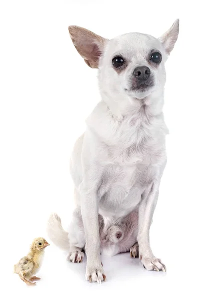 Chihuahua Joven Polluelo Frente Fondo Blanco — Foto de Stock