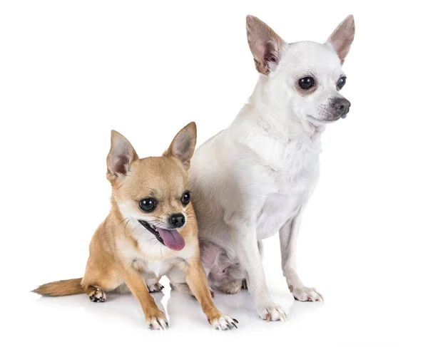 Chihuahuas Jóvenes Frente Fondo Blanco — Foto de Stock