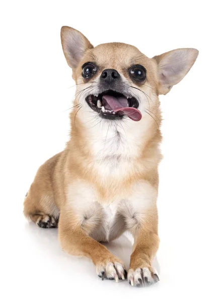 Junger Chihuahua Vor Weißem Hintergrund — Stockfoto