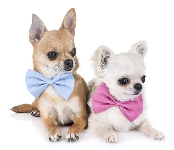 Brun Chihuahua Framför Vit Bakgrund — Stockfoto