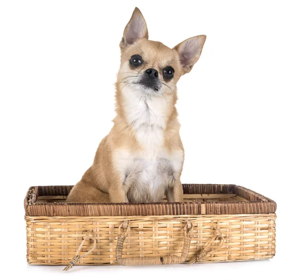 Ung Chihuahua Framför Vit Bakgrund — Stockfoto