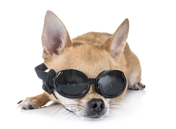 Beyaz Arka Planda Genç Bir Chihuahua — Stok fotoğraf