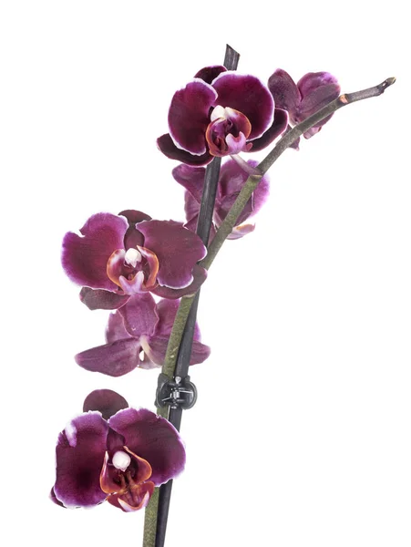 Mot Orchideeën Voorkant Van Witte Achtergrond — Stockfoto