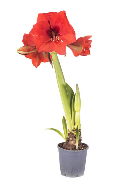 red Amaryllis in front of white background