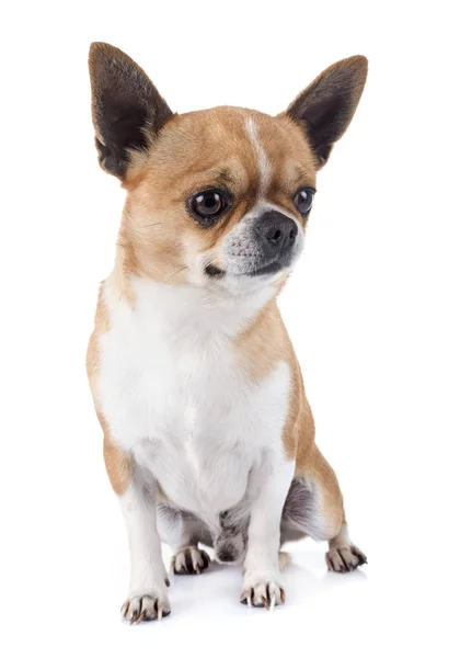 Young Chihuahua Front White Background — Stock Photo, Image