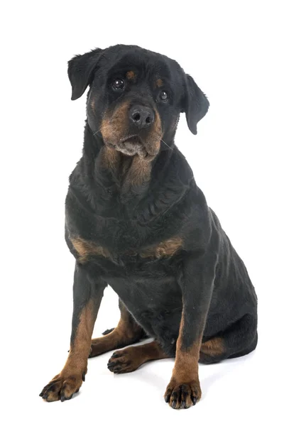 Rottweiler Adulto Frente Fundo Branco — Fotografia de Stock