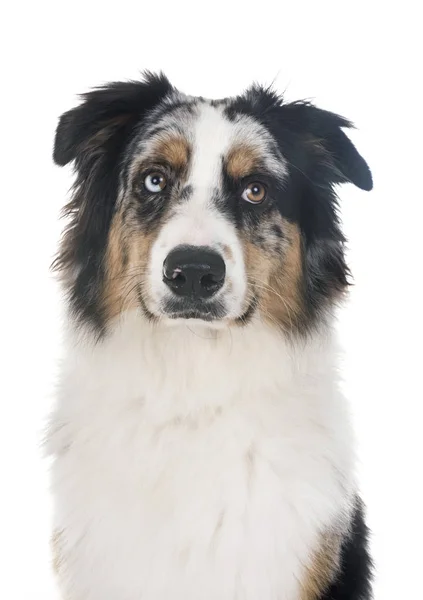 Australian Shepherd Front White Background — Stock Photo, Image