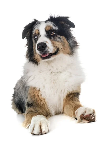 Australian Shepherd Front White Background — Stock Photo, Image