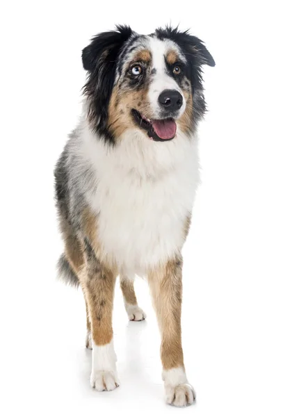 Australian Shepherd Front White Background — Stock Photo, Image