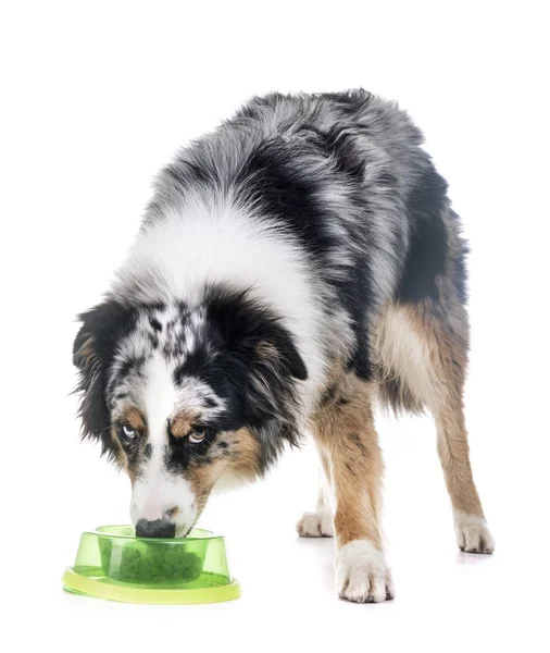 Australian Shepherd Front White Background — Stock Photo, Image