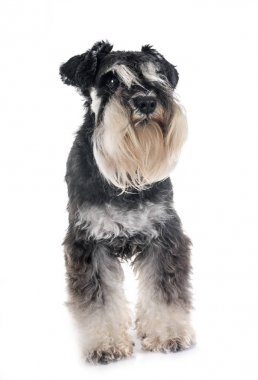 Beyaz arkaplan önünde minyatür schnauzer