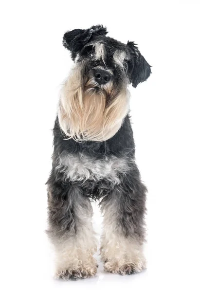 Miniatuur Schnauzer Voorkant Van Witte Achtergrond — Stockfoto