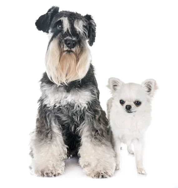 Dvärgschnauzer Och Chihuahua Framför Vit Bakgrund — Stockfoto