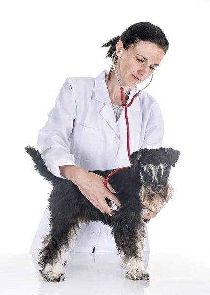 Dvärgschnauzer Och Veterinär Framför Vit Bakgrund — Stockfoto